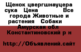 Щенок цвергшнауцера сука › Цена ­ 25 000 - Все города Животные и растения » Собаки   . Амурская обл.,Константиновский р-н